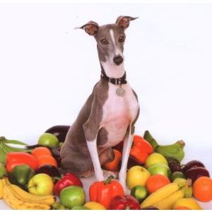 SHELLAC - Excellent Italian Greyhound CD